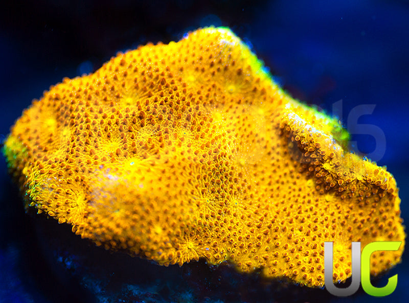 Yellow Yutz Psammocora