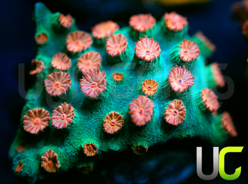 Meteor Shower Cyphastrea