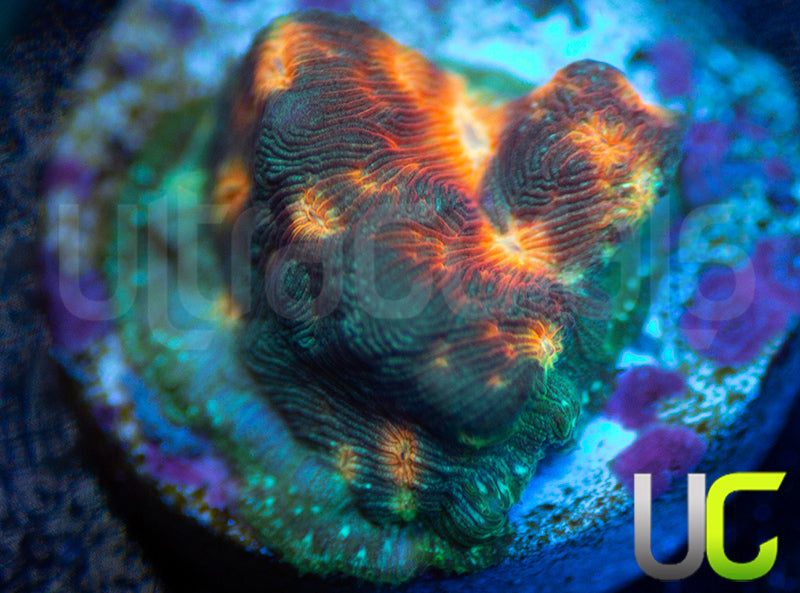 UC Plutonium Lepto