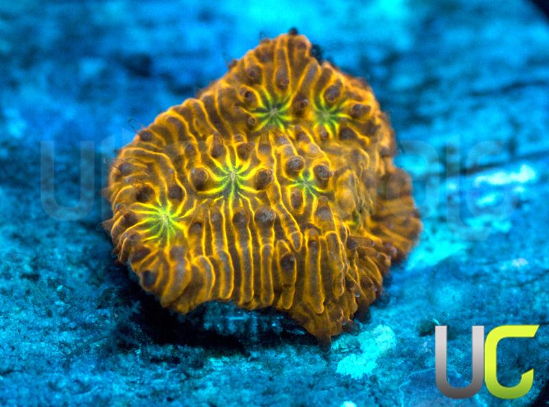 UC Dandelion Fire Litho