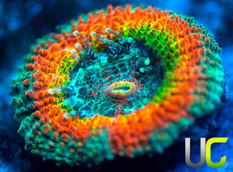 UC Taste the Rainbow Micro Amakusensis