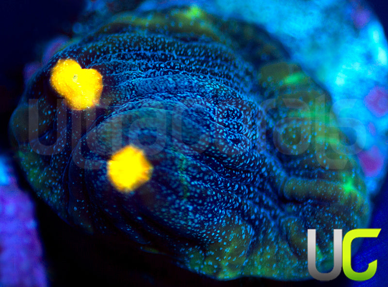 UC Abyss Mycedium Chalice