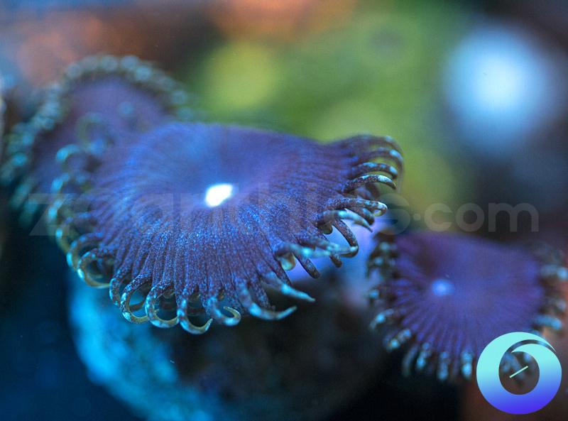 Electric Blue Protopaly
