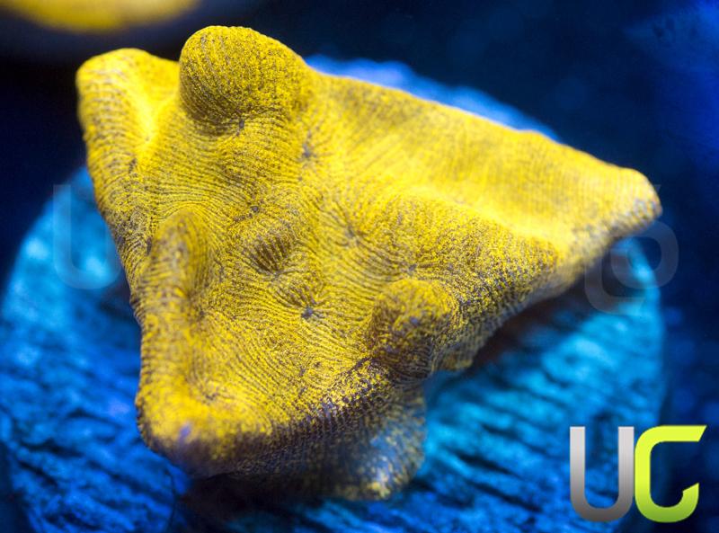 UC Golden Dragon Lepto