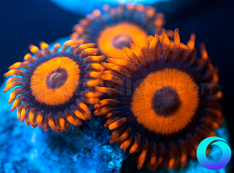 Oxides