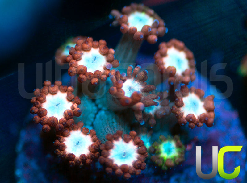 UC Cosmic Candy Goni