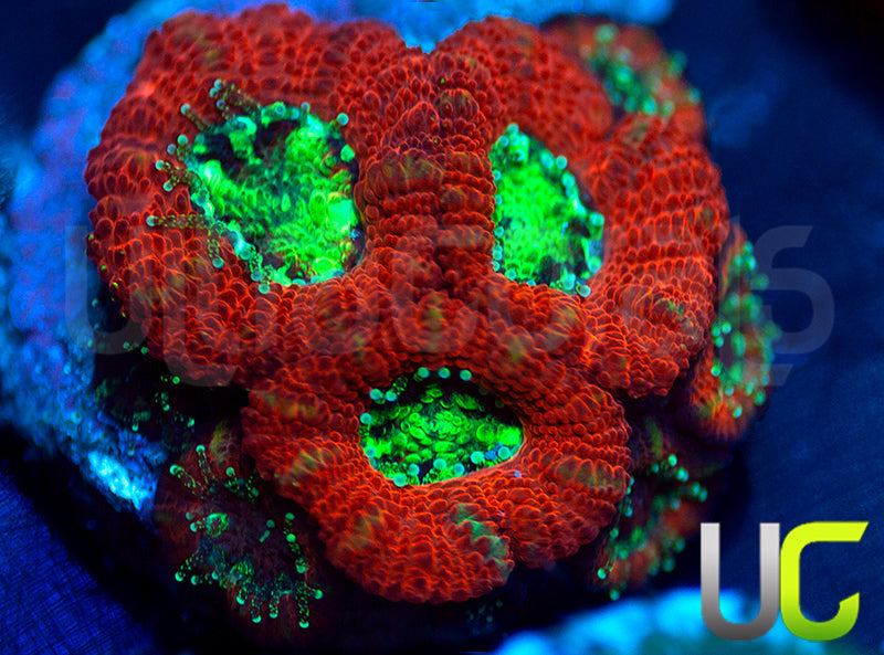 UC Dragon Slayer Micro Amakusensis