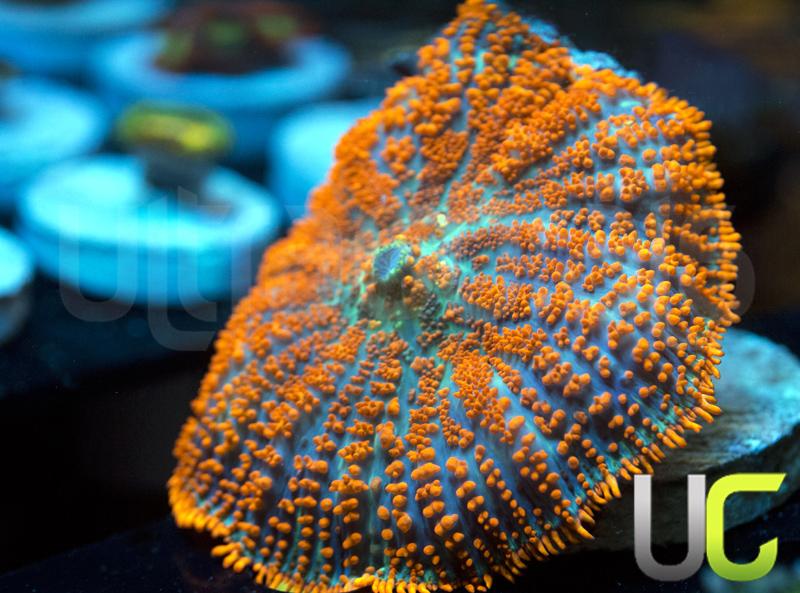 UC Heatwave Rhodactis