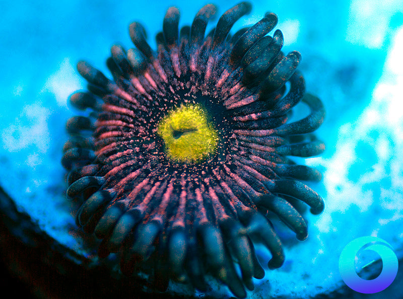 CS Comet Combustion