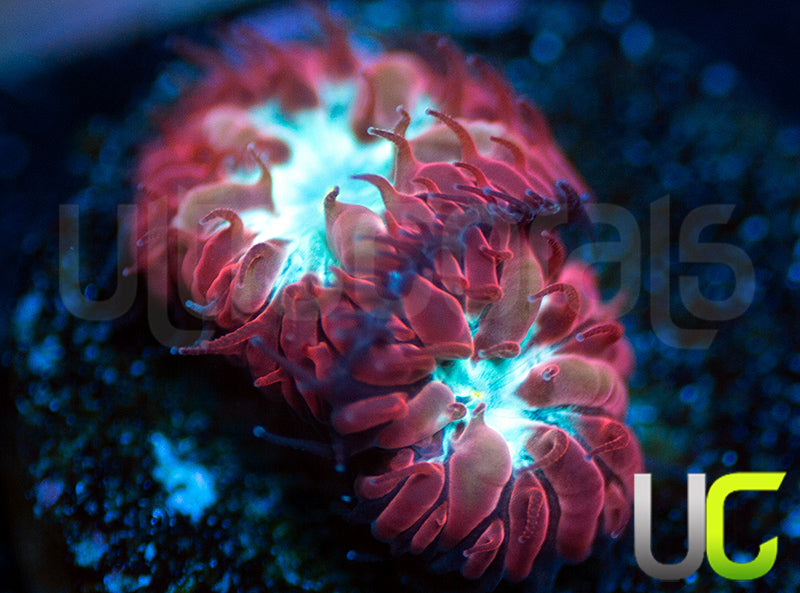 UC Azure Sky Blasto