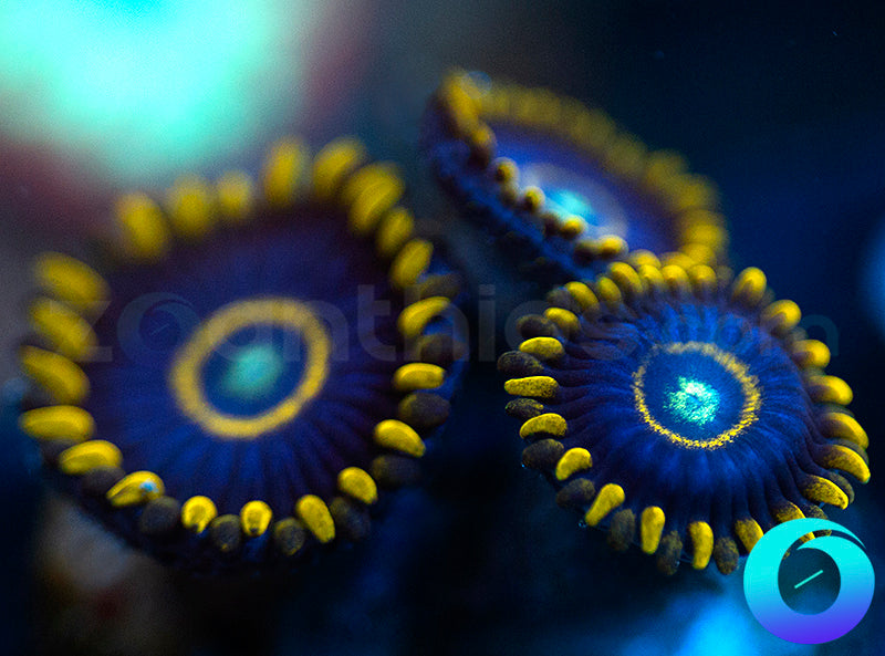 Blue Hornets