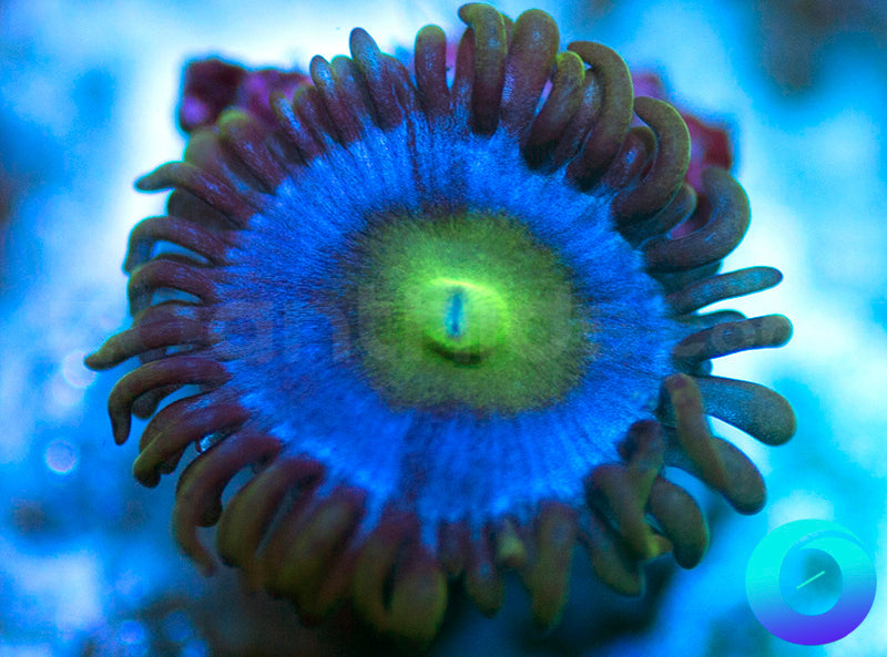 NEW RELEASE: Gonzo
