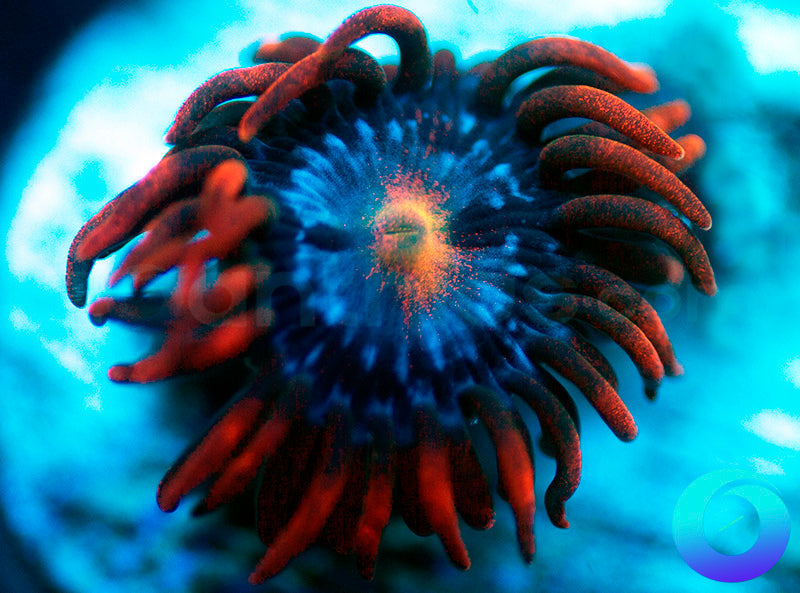 Fire and Ice