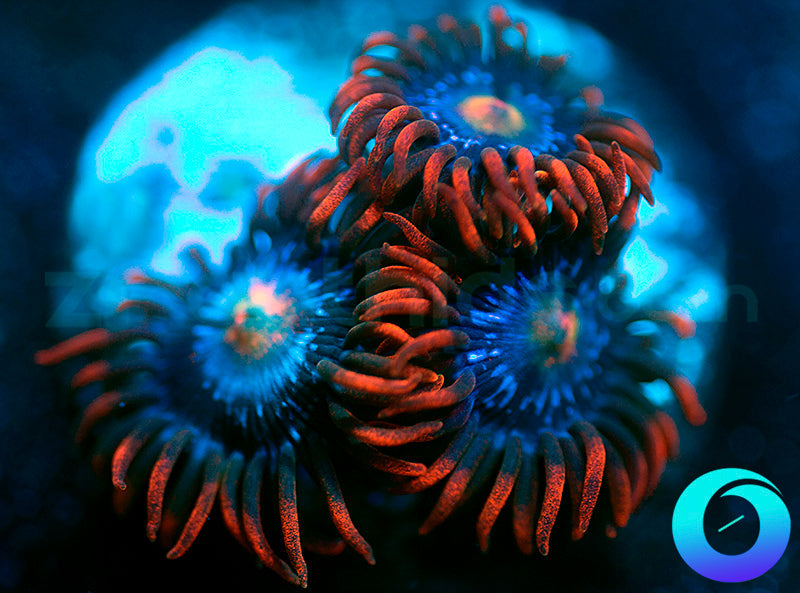Fire and Ice