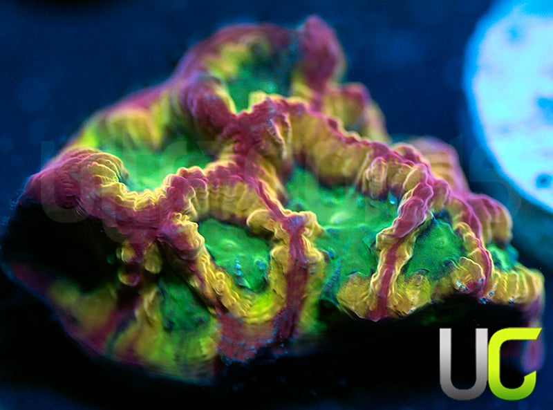 UC Overkill Favites