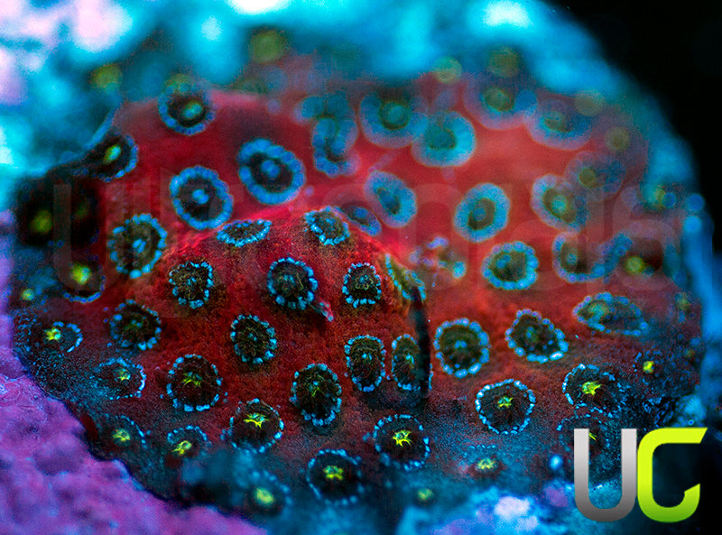 Darth Maul Porites