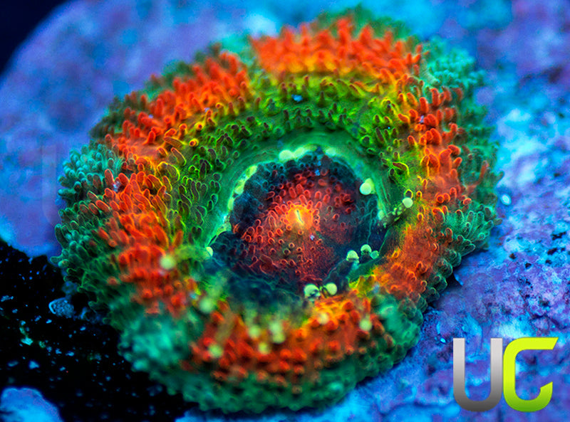 UC Rainbow Leprachaun Micro Amakusensis