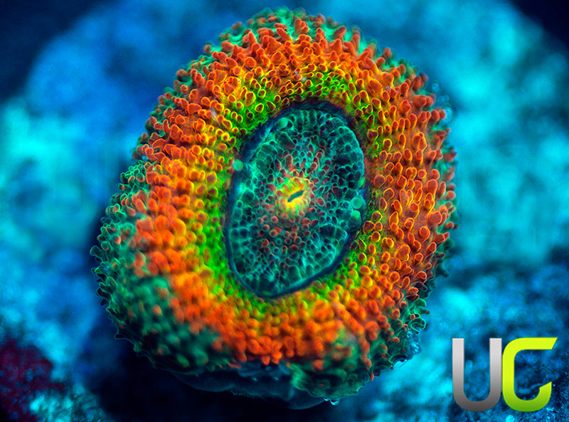 UC Taste the Rainbow Micro Amakusensis