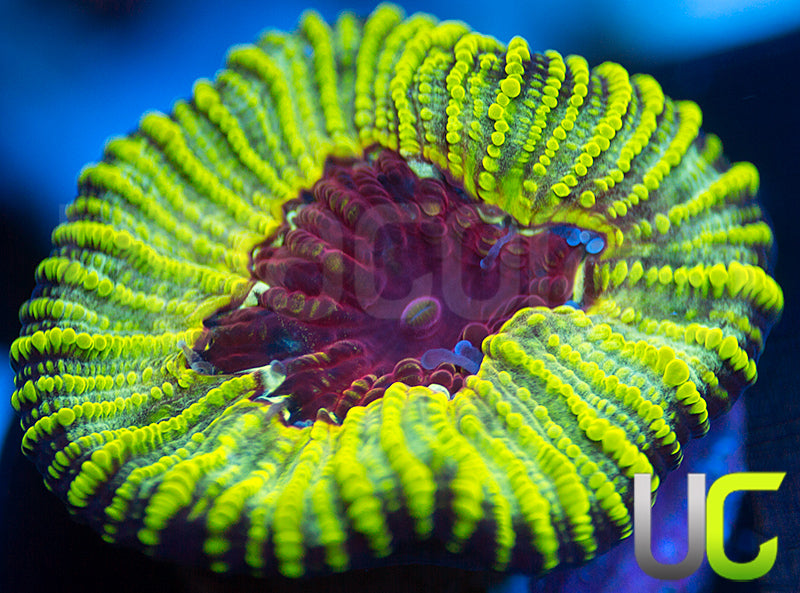 UC Electric Honeycomb Favia