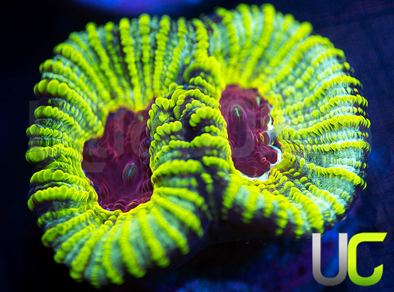 UC Electric Honeycomb Favia