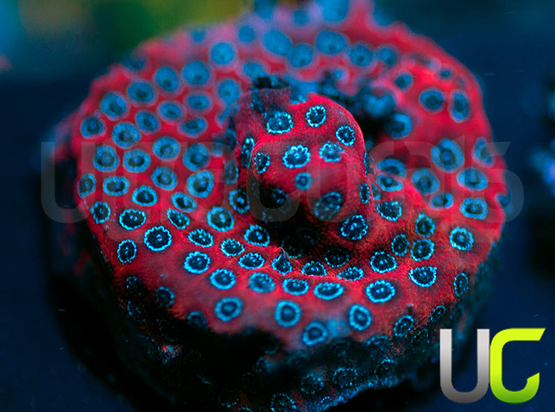 Darth Maul Porites