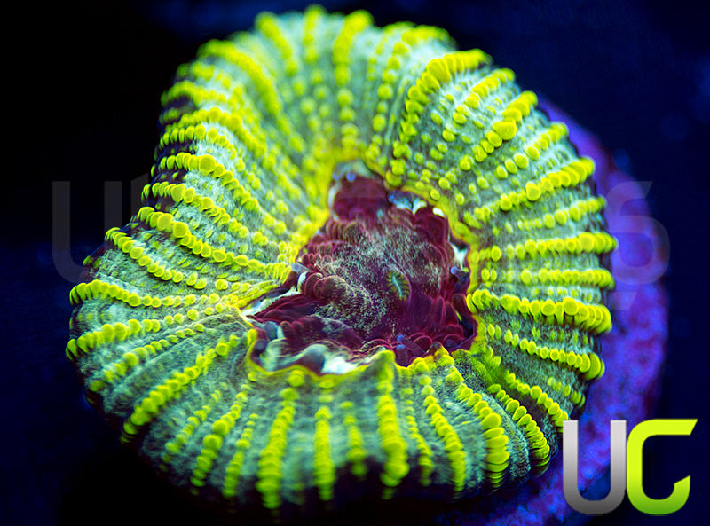 UC Electric Honeycomb Favia