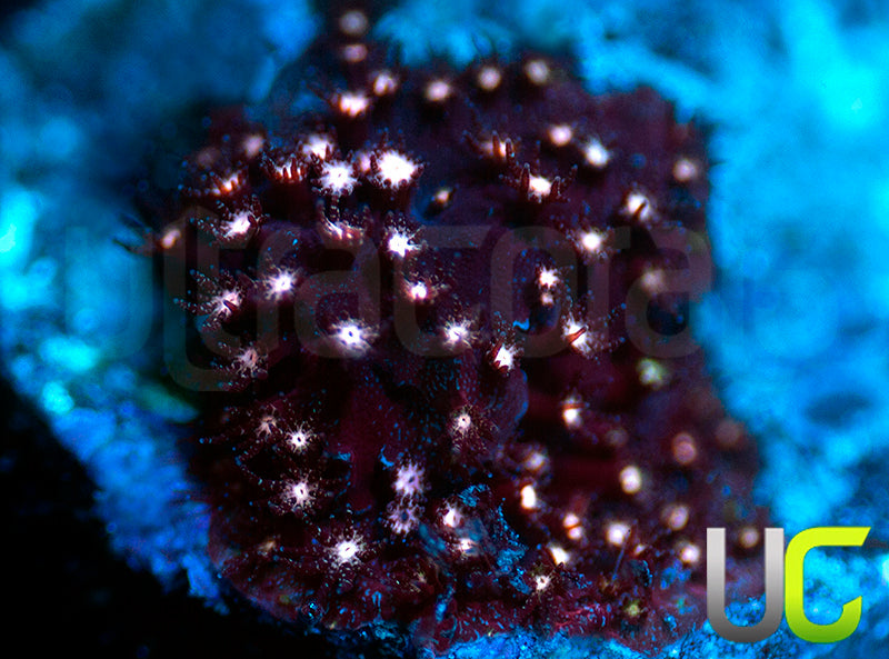 Pink Polyp Stylo