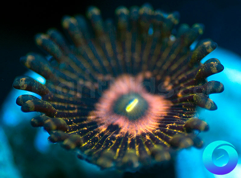 Queen Krakatoa