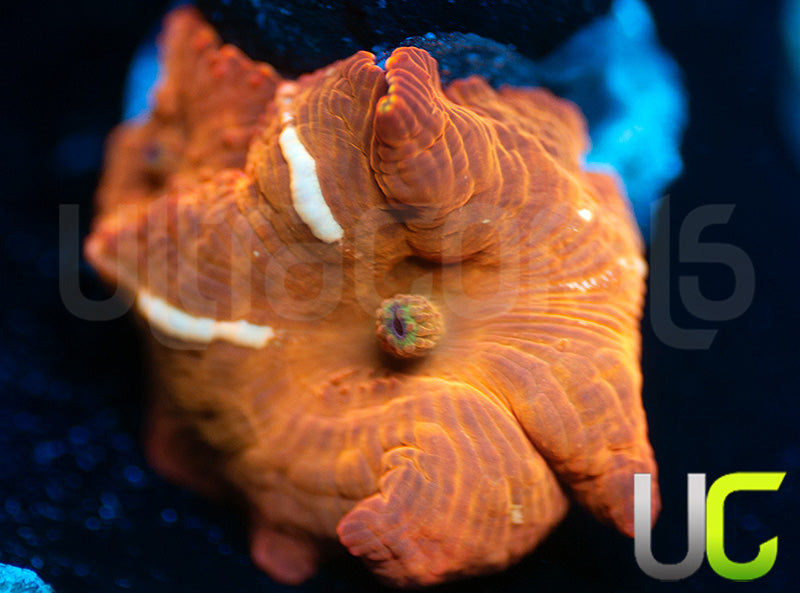 UC Fanta Mushroom