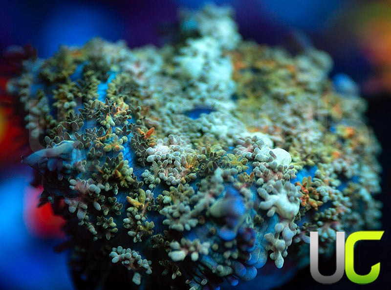 UC Magic Mushroom