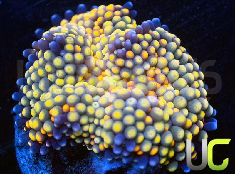 Mixed Metallic Ultra Ricordea