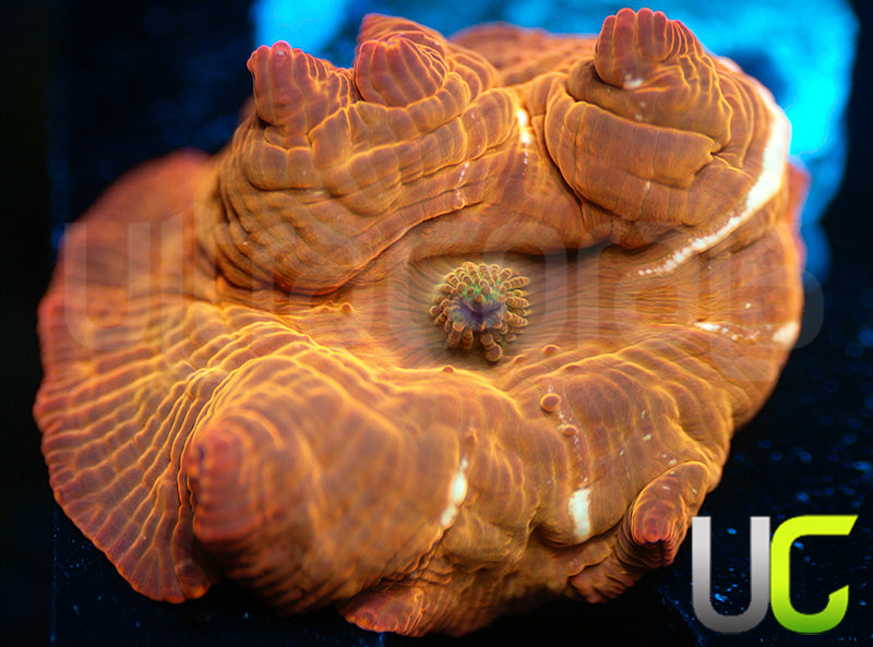 UC Fanta Mushroom