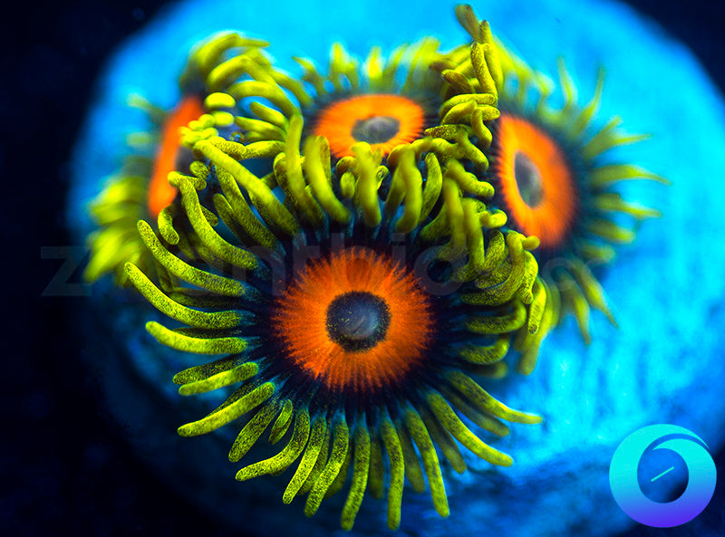 Super Sunflowers