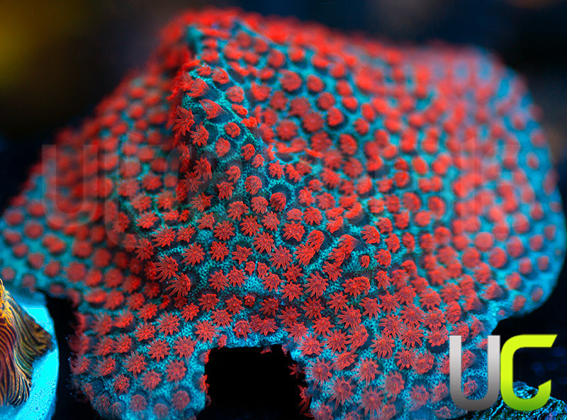 ECC Superman Porites