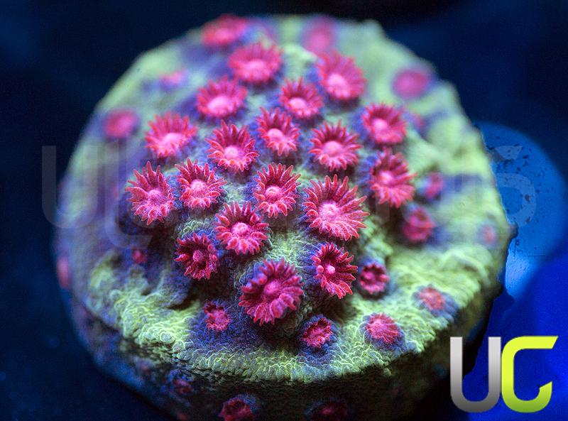 JF Poison Pox Cyphastrea