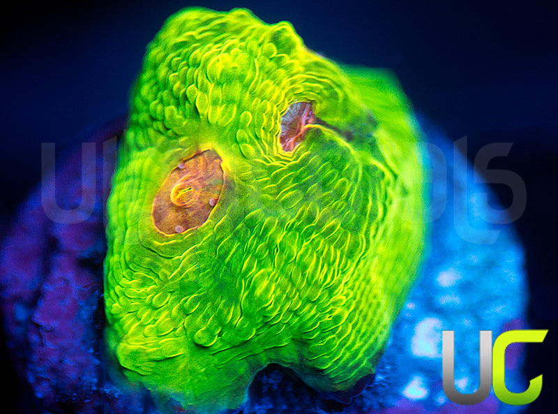 UC Plasmatic Chalice
