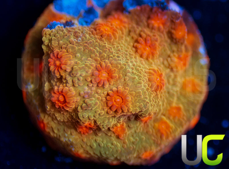 UC Jolly Roger Cyphastrea