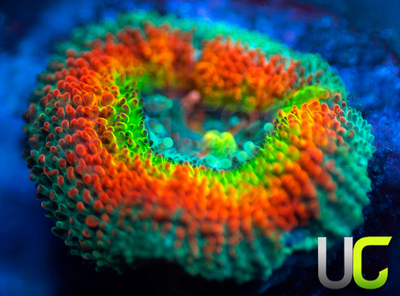 UC Taste the Rainbow Micro Amakusensis