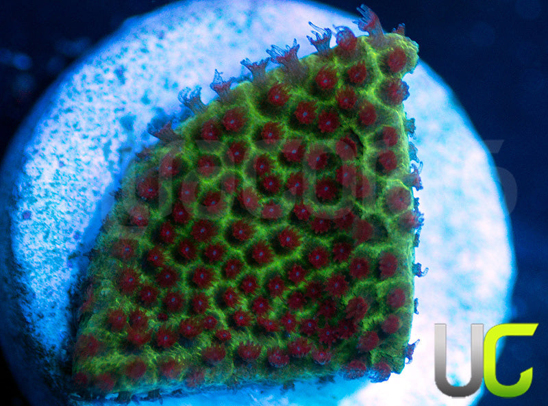 The Grinch Porites