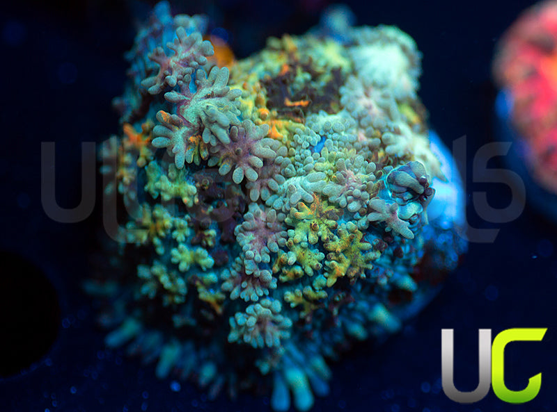 UC Magic Mushroom