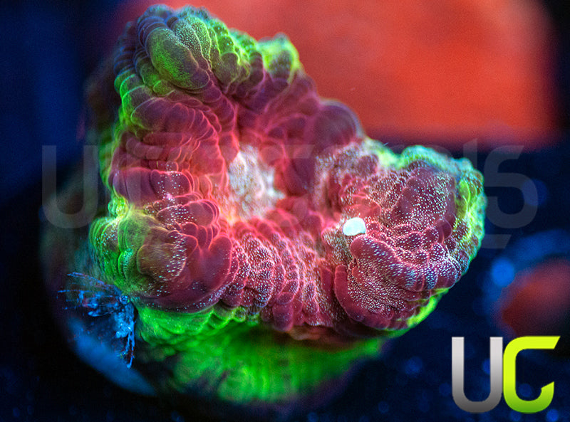 UC Strawberry Martini Mycedium Chalice