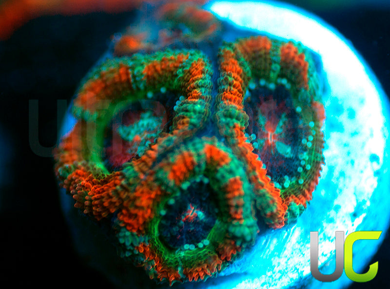 NEW RELEASE: UC Carousel Micro Amakusensis