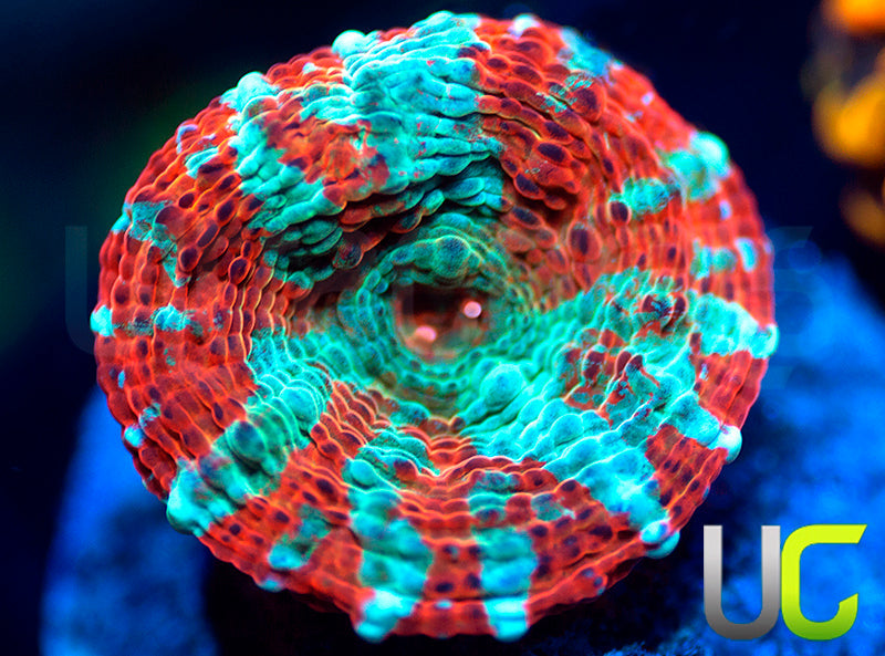 UC Crimson Carnage Chalice