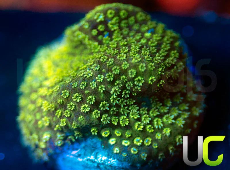 UC Everglades Stylo