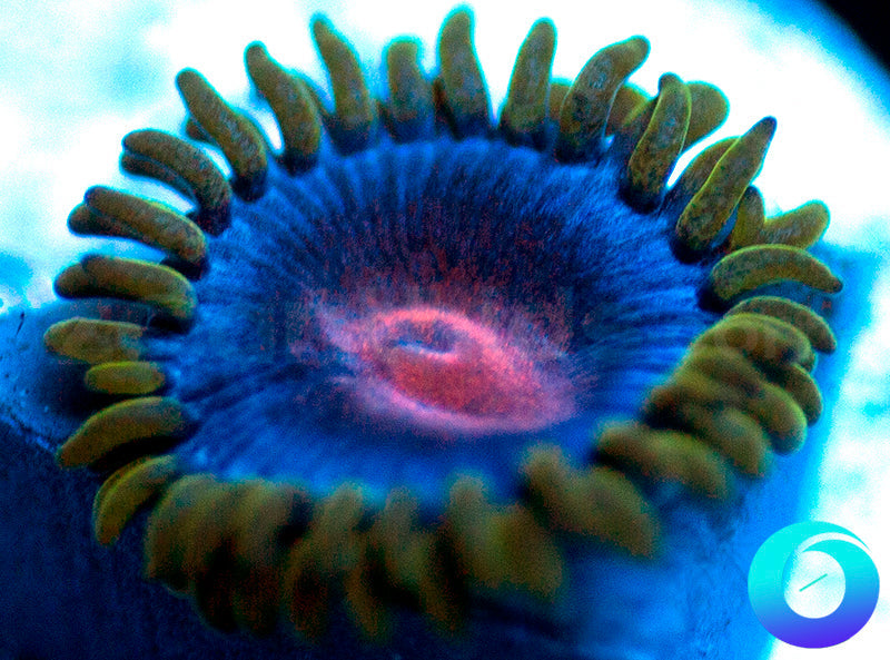 Blue Kiss