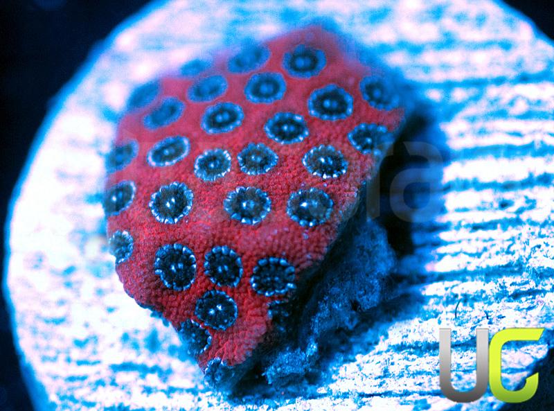 Darth Maul Porites