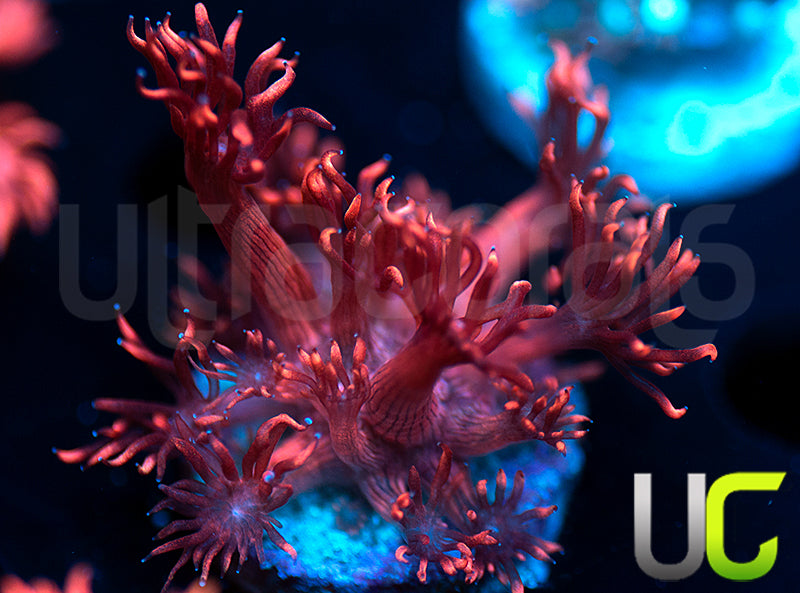 UC Radioactive Plum Goni
