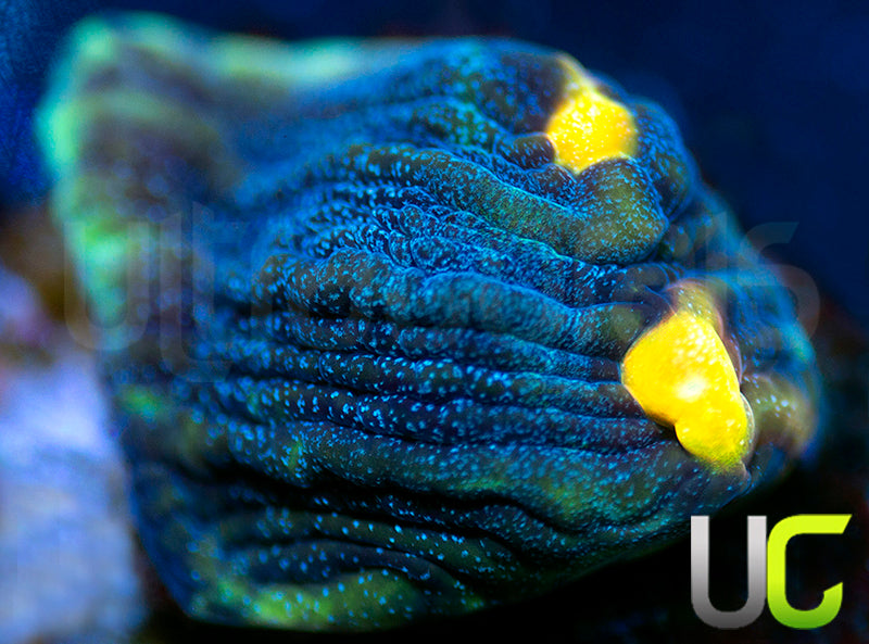 UC Abyss Mycedium Chalice