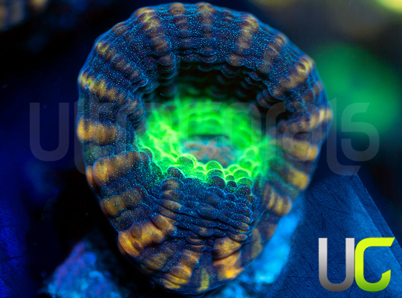 UC Tiger King Mycedium Chalice