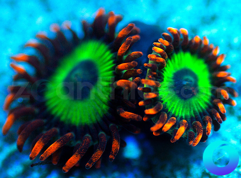 Emeralds on Fire